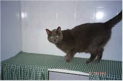 Chip The House Cat at The Cat Chalet